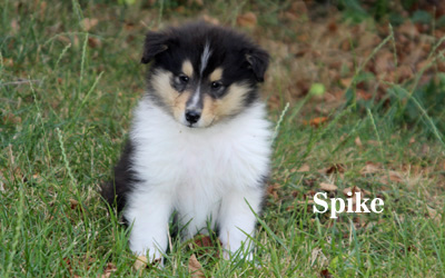 Spike - 7. Woche